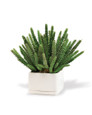 Desktop Cactus Faux Succulent Planter, by Petals.
