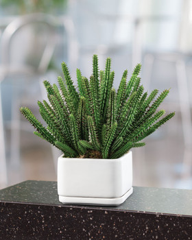 Desktop Cactus Faux Succulent Planter, by Petals.