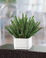 Desktop Cactus Faux Succulent Planter, by Petals.