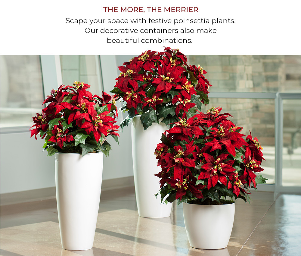 Poinsettia Plants - Scape your space.  Accessories and Containers Available. 