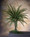 40" Artificial Fern Foliage Branch
