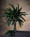 36" Artificial Cycas Foliage Branch