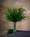 27" Artificial Springerii Foliage Stem