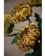 23.5" Faux Fuji Mum Silk Flower Stem in Burgundy Yellow.