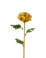 23.5" Faux Fuji Mum Silk Flower Stem in Burgundy Yellow.