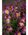 Lavender/Purple Baby Cosmos Silk Flower Stem