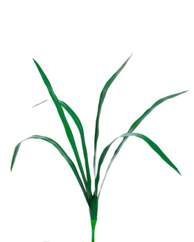 26" Cymbidium Leaf Artificial Plant Foliage Stem