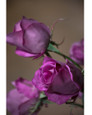 Lavender Mauve Rose Bud Silk Flower Stem