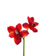 11" Artificial Cymbidium Orchid Flower Stem Burgundy Orange.