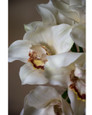 11" Artificial Cymbidium Orchid Flower Stem in Cream Light Brown.