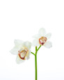 11" Artificial Cymbidium Orchid Flower Stem in Cream Light Brown.