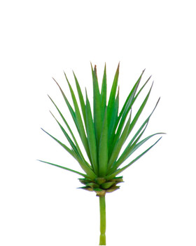 Small Agave Succulent Artificial Foliage Pick