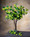 34" Viburnum Silk Flower Stem