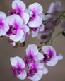 Cream/Lavender Mini Phalaenopsis Orchid Artificial Foliage Stem