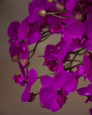 Lavender Mini Phalaenopsis Orchid Artificial Foliage Stem