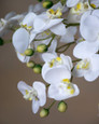 White Mini Phalaenopsis Orchid Artificial Foliage Stem