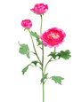 Dark Pink Fluffy Ranunculus Silk Flower Stem Spray