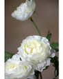 White Cream Fluffy Ranunculus Silk Flower Stem Spray