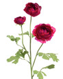 Wine Fluffy Ranunculus Silk Flower Stem Spray