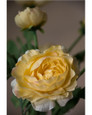 Soft Yellow Fluffy Ranunculus Silk Flower Stem Spray