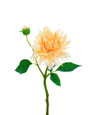 Peach Dahlia Silk Flower Stem Spray