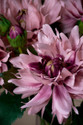 Pink Dahlia Silk Flower Stem Spray