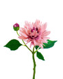 Pink Dahlia Silk Flower Stem Spray
