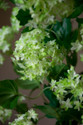 Light Green Snowball Hydrangea Silk Flower Stem Spray