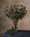 Artificial Eucalyptus Seed Foliage Spray