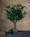 25" Faux Mountain Laurel Foliage Spray