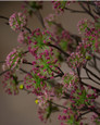 Pink-Fuchsia-Beauty Cornus Silk Flower Stem Spray