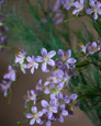 Lavender Mini Freesia Faux Flower Stem Spray