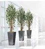 Greenhouse silk ficus by Petals.