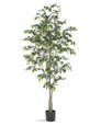 5' Ficus Benjamina Silk Tree