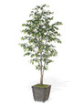5' Ficus Benjamina Silk Tree
