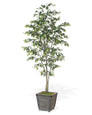 6' Ficus Benjamina Silk Tree