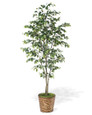 7' Ficus Benjamina Silk Tree