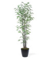 6' Silk Bamboo Tree, By Petals.
