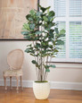 6' Fiddle Leaf Fig Silk Tree, by Petals.