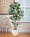 6' Fiddle Leaf Fig Silk Tree, by Petals.