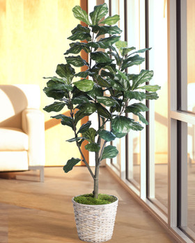 5' Single Trunk Fiddle Leaf Fig<br>Silk Tree