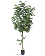 6' Single Trunk Fiddle Leaf Fig<br>Silk Tree