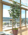 6' Single Trunk Fiddle Leaf Fig<br>Silk Tree
