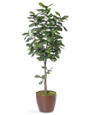 7' Single Trunk Fiddle Leaf Fig<br>Silk Tree