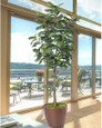 7' Single Trunk Fiddle Leaf Fig<br>Silk Tree
