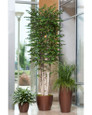 Mixed Grass Planter for Interior Decor