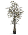 5' Japanese Maple Silk Tree
