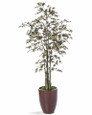 6 ' Japanese Maple Silk Tree