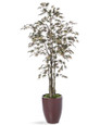 5' Japanese Maple Silk Tree