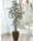 7 ' Japanese Maple Silk Tree